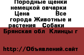 Породные щенки немецкой овчарки › Цена ­ 24 000 - Все города Животные и растения » Собаки   . Брянская обл.,Клинцы г.
